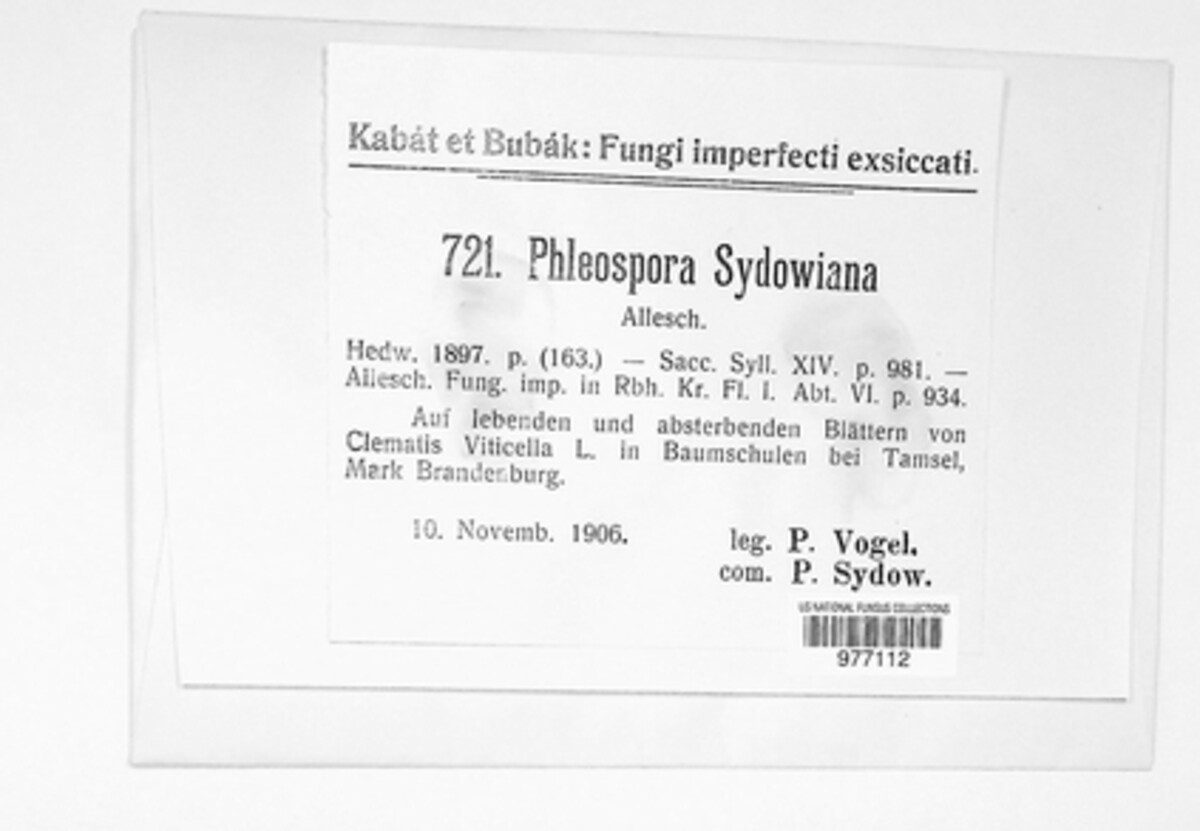 Septoria sydowiana image